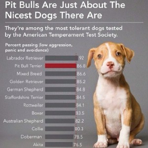 pit bulls are not evil not murderers labs good dogs family